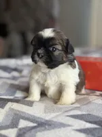 Zoe, a female Shih Tzu for sale in Knoxville, IA – Photo 4 of 4