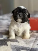 Zoe, a female Shih Tzu for sale in Knoxville, IA – Photo 2 of 4