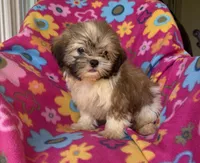 Buddy, a male Shih Tzu for sale in Knoxville, IA – 1 of 3