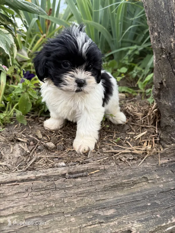 Claire – Shih Tzu puppy for sale in Knoxville, IA