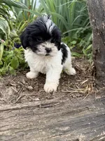 Claire, a female Shih Tzu for sale in Knoxville, IA – 1 of 3