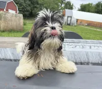 Daisy , a female Shih Tzu for sale in Knoxville, IA – 4 of 4