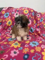 Daisy , a female Shih Tzu for sale in Knoxville, IA – 4 of 4
