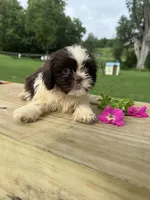 Milo, a male Shih Tzu for sale in Knoxville, IA – 3 of 4