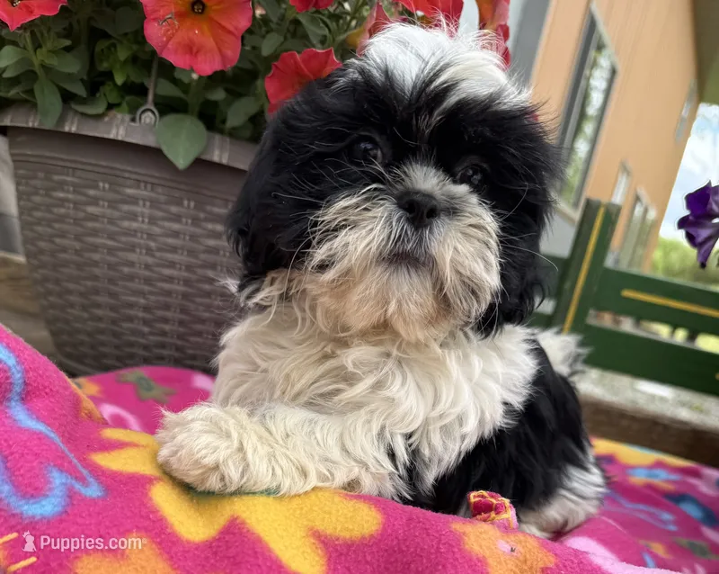 Luna – Shih Tzu puppy for sale in Knoxville, IA