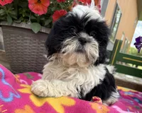 Luna, a female Shih Tzu for sale in Knoxville, IA – 1 of 4