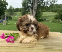Liam, a male Shih Tzu for sale in Knoxville, IA – 2 of 4