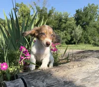 Brenda, a female Miniature Dachshund for sale in Knoxville, IA – 2 of 4