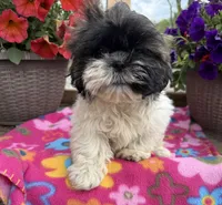 Lora, a female Shih Tzu for sale in Knoxville, IA – 2 of 3