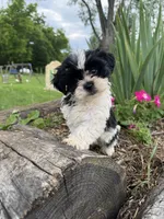 Corie, a female Shih Tzu for sale in Knoxville, IA – 3 of 3