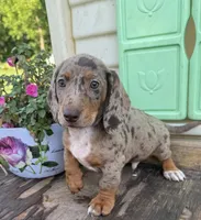 Boxer, a male Miniature Dachshund for sale in Knoxville, IA – 2 of 3