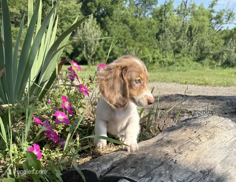 Brenda – Miniature Dachshund puppy for sale in Knoxville, IA