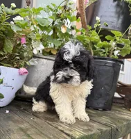 Buddy , a male Shih Tzu and Poodle - Miniature  for sale in Knoxville, IA – 2 of 4