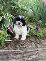 Claire, a female Shih Tzu for sale in Knoxville, IA – 3 of 3