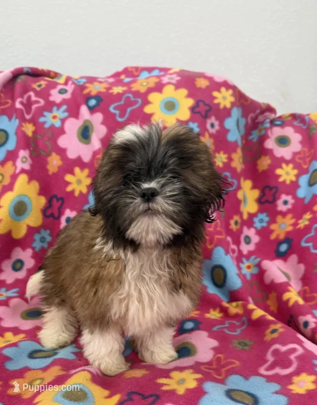 Daisy  – Shih Tzu puppy for sale in Knoxville, IA