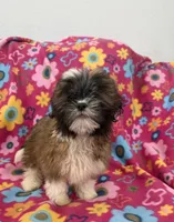 Daisy , a female Shih Tzu for sale in Knoxville, IA – 1 of 4