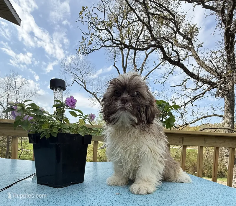 Sam – Shih Tzu puppy for sale in Knoxville, IA