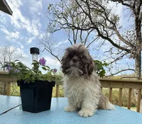 Sam, a male Shih Tzu for sale in Knoxville, IA – 1 of 4
