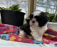 Luka, a male Shih Tzu for sale in Knoxville, IA – Photo 3 of 3