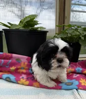 Luka, a male Shih Tzu for sale in Knoxville, IA – Photo 1 of 3