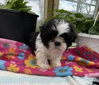 Luka, a male Shih Tzu for sale in Knoxville, IA – Photo 2 of 3