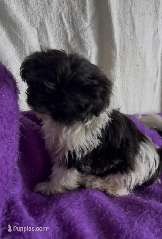 Karl – Shih Tzu puppy for sale in Knoxville, IA