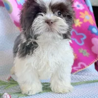Karl, a male Shih Tzu for sale in Knoxville, IA – Photo 1 of 2