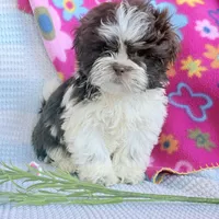 Karl, a male Shih Tzu for sale in Knoxville, IA – Photo 2 of 2