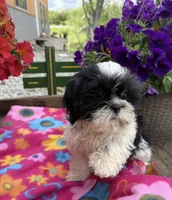 Luna, a female Shih Tzu for sale in Knoxville, IA – 2 of 4