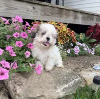 Sally, a female Shih Tzu for sale in Knoxville, IA – 2 of 3