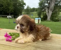 Liam, a male Shih Tzu for sale in Knoxville, IA – 4 of 4