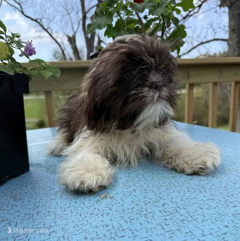Sunny – Shih Tzu puppy for sale in Knoxville, IA