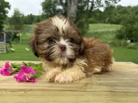 Liam, a male Shih Tzu for sale in Knoxville, IA – 3 of 4
