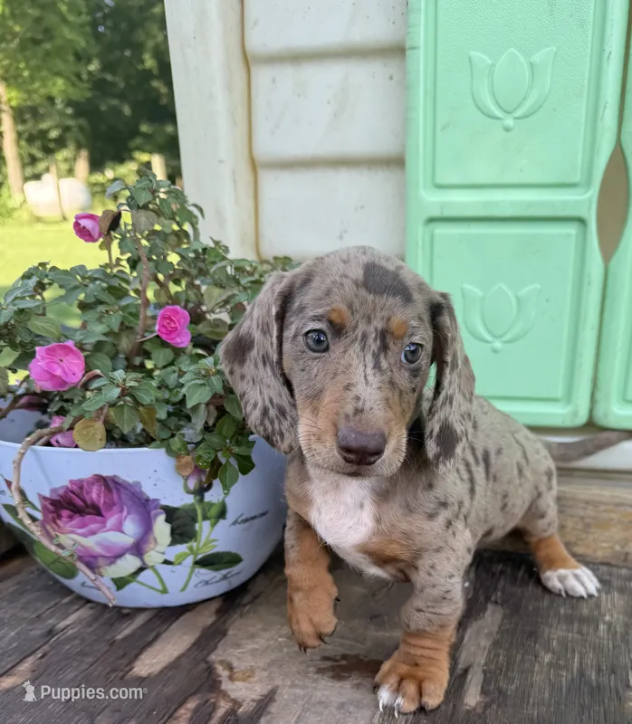 Boxer – Miniature Dachshund puppy for sale in Knoxville, IA