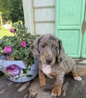 Boxer, a male Miniature Dachshund for sale in Knoxville, IA – 1 of 3