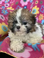 Kam, a male Shih Tzu for sale in Knoxville, IA – Photo 3 of 3