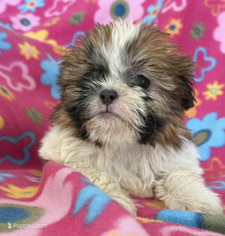 Kam, a male Shih Tzu for sale in Knoxville, IA – Photo 1 of 3