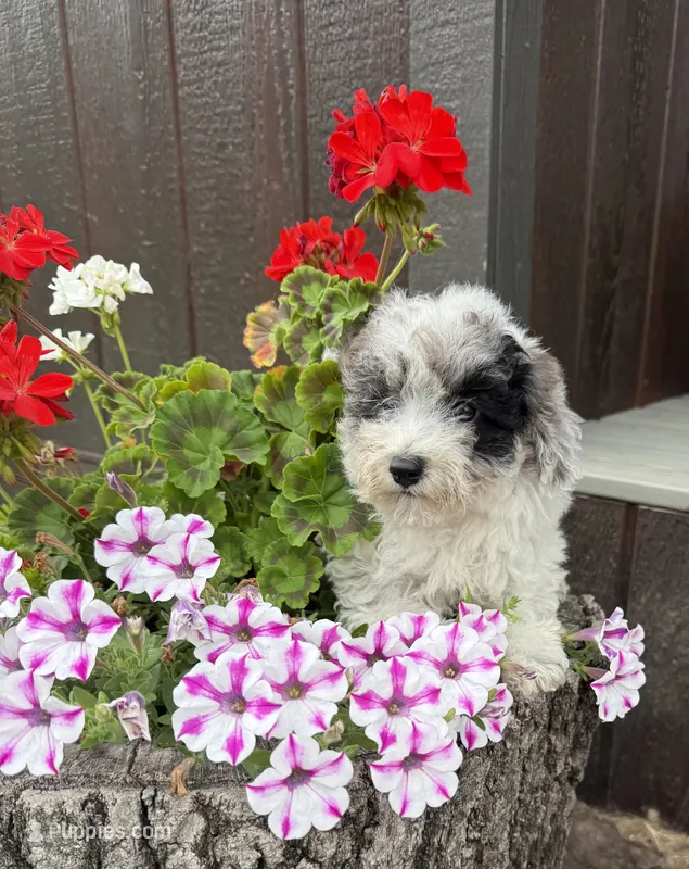 Bella – Poodle - Toy  puppy for sale in Knoxville, IA