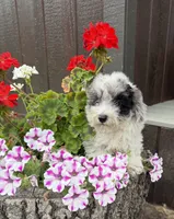 Bella, a female Poodle - Toy  for sale in Knoxville, IA – 1 of 4