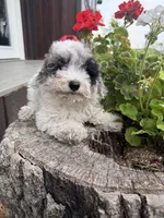 Bella, a female Poodle - Toy  for sale in Knoxville, IA – 3 of 4