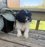 Milo, a male Bichon Frise and Shih Tzu for sale in Knoxville, IA – 4 of 5