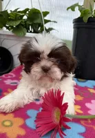 Lily, a female Shih Tzu for sale in Knoxville, IA – Photo 1 of 3