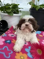 Lily, a female Shih Tzu for sale in Knoxville, IA – Photo 2 of 3