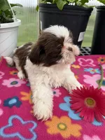 Lily, a female Shih Tzu for sale in Knoxville, IA – Photo 3 of 3