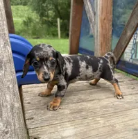 Alma, a female Miniature Dachshund for sale in Knoxville, IA – 2 of 5