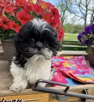 Zara, a female Shih Tzu for sale in Knoxville, IA – 3 of 4