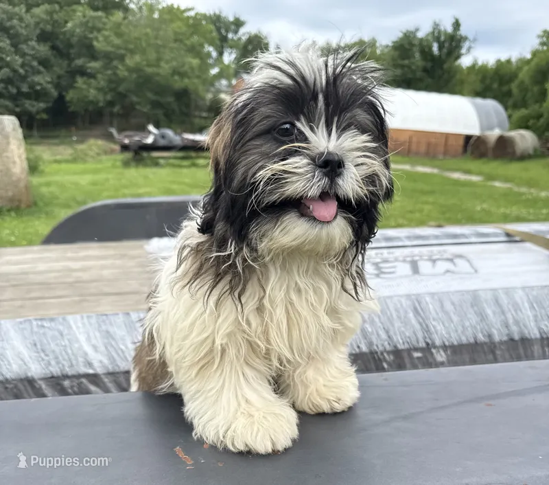 Daisy  – Shih Tzu puppy for sale in Knoxville, IA