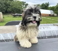 Daisy , a female Shih Tzu for sale in Knoxville, IA – 1 of 4