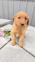 Milo, a male Golden Retriever for sale in Knoxville, IA – 4 of 4