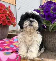 Luna, a female Shih Tzu for sale in Knoxville, IA – 4 of 4